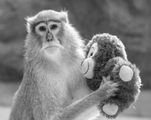 Portrait Of A Monkey With A Plush Toy