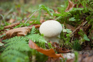 mushroom grown up inside a forest in Dolomites (Italy)