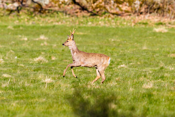 Wall Mural - Jumping Roebuck on a grass meadow