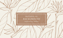 Hand Drawn Strelitzia Background. Line Art Bird Of Paradise Flower Background. Native South African Plant.