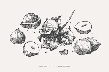 Hand-drawn hazelnuts. Nut, chopped, and whole. Organic food concept. Can be used for your design. Vintage botanical illustration on a light isolated background.