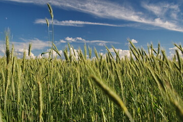 Canvas Print - Unripe cereal ears and clouds on a sunny summer day.