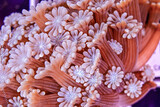 Fototapeta Do akwarium - Coral reef Alveopora