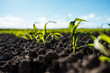 Young corn seedlings growing in a fertile soil in a summer. Agriculture.