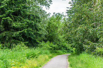 Wall Mural - walking pathway in a green forest park sunny spring day