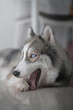 Siberian husky dog â€‹â€‹looks cute