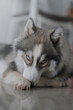 Siberian husky dog â€‹â€‹looks cute