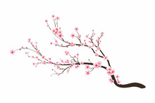 Cherry Blossom Flower Blooming Vector. Pink Sakura Flower Background. Sakura On White Background. Watercolor Cherry Bud. Cherry Blossom Branch With Sakura Flower. Watercolor Cherry Blossom Vector.