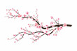 Cherry blossom branch with sakura flower. Sakura on white background. Watercolor cherry bud. Cherry blossom flower blooming vector. Pink sakura flower background. Watercolor cherry blossom vector.