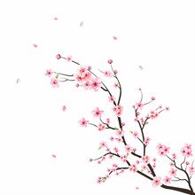 Watercolor Cherry Blossom Vector. Sakura On White Background. Watercolor Cherry Bud. Cherry Blossom Branch With Sakura Flower. Cherry Blossom Flower Blooming Vector. Pink Sakura Flower Background.