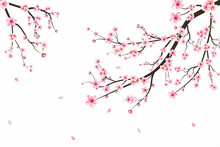 Sakura On White Background. Watercolor Cherry Bud. Cherry Blossom Flower Blooming Vector. Pink Sakura Flower Background. Cherry Blossom Branch With Sakura Flower. Watercolor Cherry Blossom Vector.