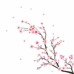 watercolor cherry blossom vector. sakura on white background. watercolor cherry bud. cherry blossom 