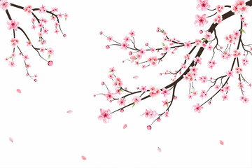 sakura on white background. watercolor cherry bud. cherry blossom flower blooming vector. pink sakur