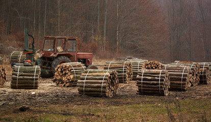 Wall Mural - Stacks of lumber in the forest