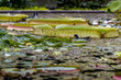 A pond with water lilies in a public park in Frankfurt, Hesse at a sunny day in summer.