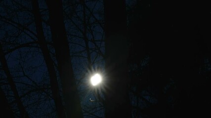 Wall Mural - The moonlight on an early night time in the forest in Estonia