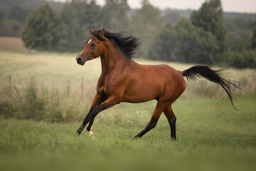 Wall Mural - Bay arabian stallion in the wild