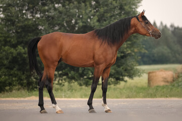 Wall Mural - Bay arabian stallion in the wild