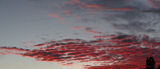 Wall Mural - Panorama of broken red clouds seen at dusk near the horizon.