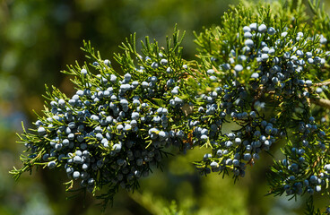 close-up of beautiful branch of juniperus virginiana tree or pencil cedar with lot ripe blue berries