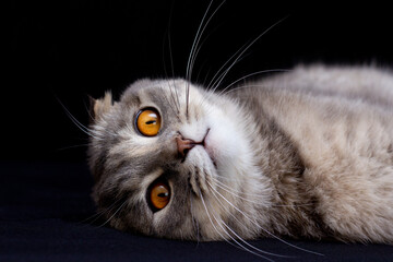 Wall Mural - lovely blue scottish fold cat with golden eyes on black background