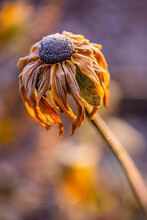 Rudbeckia Flower Covered In Morning Frost.
