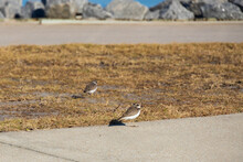 Semipalmated Plover, Shorebirds On A Sidewalk By The Ocean
