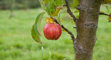 Red Falstaff Apple Trees In The Orchard With Ripe Red Fruit.