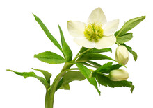 Flower Hellebore Bouquet Isolated On White Background. Flat Lay, Top View
