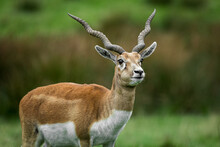 Three Quarter Length Portrait Of A Blackbuck Antelope With Large Twisted Antlers