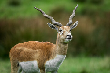 Poster - three quarter length portrait of a blackbuck antelope with large twisted antlers