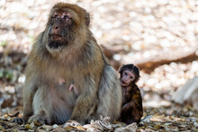 Images Of Morocco. A Female Magot Monkey Protects Her Few Days Old Baby
