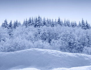 Wall Mural - Christmas background with winter forest and white snow.