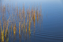 Long Tall Reeds In The Water