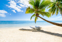 Tropical Beach With Palm Tree