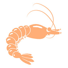 Illustration Hand Drawn Realistic Shrimp, Seafood For Food Industry, Postcard, Print