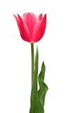 Fototapeta Tulipany - Pink tulip flower isolated on white background. Beautiful composition for advertising and packaging design in the garden business