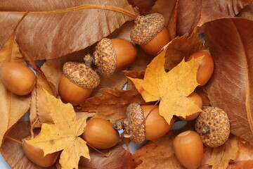 Wall Mural - Composition of acorns and dry autumn leaves from trees. Dry leaves and acorns from trees. 