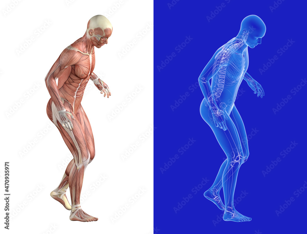 Transparent Inner Stock-Illustration „3d illustration of pain when walking and supporting ...
