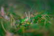 Mała zielona żaba żabka w trawie