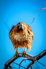 bird on a branch