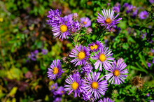 Close-up Of A Cluster Of New England Aster Flowers In The Early Autumn