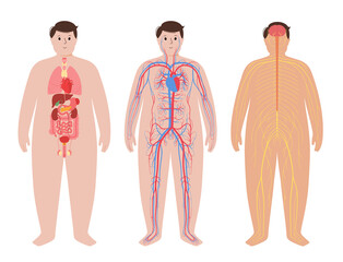 Sticker - Human body systems