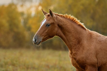 Portrait Of Red Horse In Autumn. Don Breed Horse.