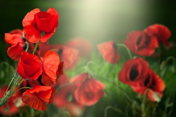 Poster - Fresh bright red poppies against a blue sky.