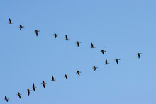 Silhouettes Of Geese On A Background Of Blue Sky, Migration Of Birds