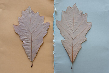 two oak leaves (verso side) on paper