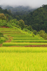 Phu Phra, landscape terraced rice field near Loei, Rice terrace