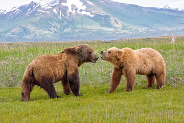 Wall Mural - alaska peninsula brown bears mating ritual