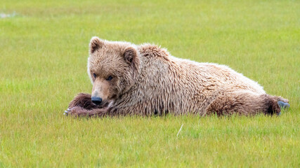 Wall Mural - alaska peninsula brown bear or coastal brown bear in the rain